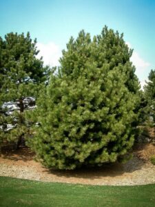 Сосна Чёрная (Pinus Nigra) купить по цене от 270.00р. в интернет-магазине «Посадика» с доставкой почтой в в Мелеузе и по всей России – [изображение №1].