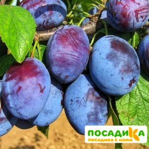 Слива Чачакская ранняя купить по цене от 229.00р. в интернет-магазине «Посадика» с доставкой почтой в в Мелеузе и по всей России – [изображение №1].