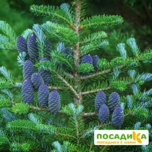 Пихта корейская (Abies koreana) купить по цене от 450.00р. в интернет-магазине «Посадика» с доставкой почтой в в Мелеузе и по всей России – [изображение №1].