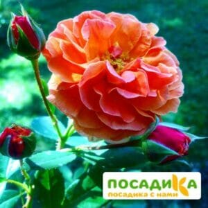 Роза Арабия купить по цене от 350.00р. в интернет-магазине «Посадика» с доставкой почтой в в Мелеузе и по всей России – [изображение №1].