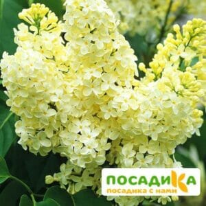 Сирень Примроуз (Primrose) купить по цене от 529.00р. в интернет-магазине «Посадика» с доставкой почтой в в Мелеузе и по всей России – [изображение №1].