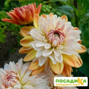 Георгина Коуп де Солейл (декоративная) купить по цене от 400р. в интернет-магазине «Посадика» с доставкой почтой в в Мелеузе и по всей России – [изображение №1].