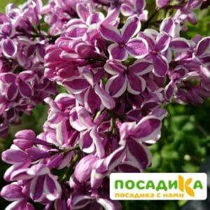 Сирень Сенсация купить по цене от 529.00р. в интернет-магазине «Посадика» с доставкой почтой в в Мелеузе и по всей России – [изображение №1].