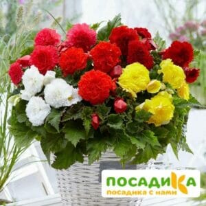 Бегония Фимбриата купить по цене от 235р. в интернет-магазине «Посадика» с доставкой почтой в в Мелеузе и по всей России – [изображение №1].
