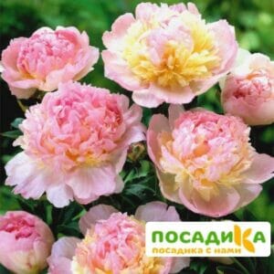 Пион Распберри Сандей (Paeonia Raspberry Sundae) купить по цене от 959р. в интернет-магазине «Посадика» с доставкой почтой в в Мелеузе и по всей России – [изображение №1].