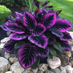 Хоста Люминоза купить по цене от 450р. в интернет-магазине «Посадика» с доставкой почтой в в Мелеузе и по всей России – [изображение №1].