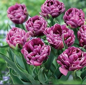 Тюльпан Айс Крим купить по цене от 430р. в интернет-магазине «Посадика» с доставкой почтой в в Мелеузе и по всей России – [изображение №1].