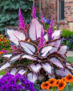 Хоста Кримэн Дрим купить по цене от 549р. в интернет-магазине «Посадика» с доставкой почтой в в Мелеузе и по всей России – [изображение №1].