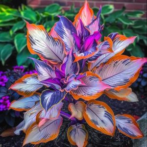 Хоста Эмеральд Тиара купить по цене от 602р. в интернет-магазине «Посадика» с доставкой почтой в в Мелеузе и по всей России – [изображение №1].