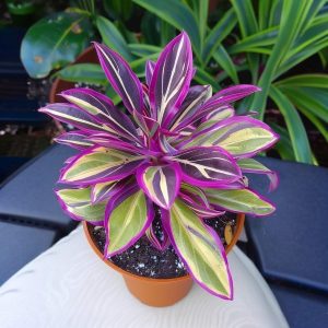 Хоста Сильвер Стик купить по цене от 650р. в интернет-магазине «Посадика» с доставкой почтой в в Мелеузе и по всей России – [изображение №1].