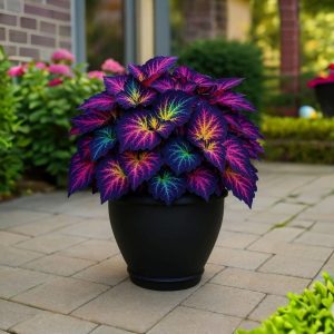 Хоста Фрости Блю купить по цене от 389р. в интернет-магазине «Посадика» с доставкой почтой в в Мелеузе и по всей России – [изображение №1].