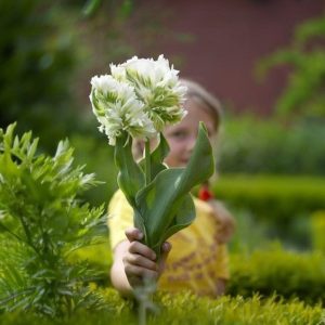 Тюльпан Супер Пэррот купить по цене от 360р. в интернет-магазине «Посадика» с доставкой почтой в в Мелеузе и по всей России – [изображение №1].