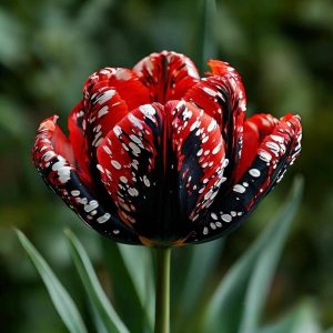 Тюльпан Вельвет Файер купить по цене от 394р. в интернет-магазине «Посадика» с доставкой почтой в в Мелеузе и по всей России – [изображение №1].