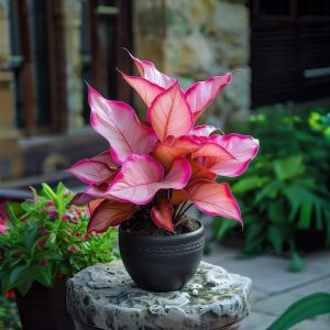 Хоста Розовая Симфония купить по цене от 800р. в интернет-магазине «Посадика» с доставкой почтой в в Мелеузе и по всей России – [изображение №1].