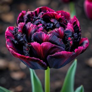 Тюльпан Фламинго купить по цене от 500р. в интернет-магазине «Посадика» с доставкой почтой в в Мелеузе и по всей России – [изображение №1].