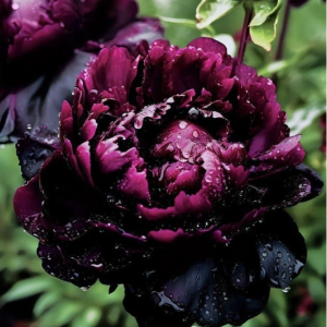Пион Темный Сад купить по цене от 421р. в интернет-магазине «Посадика» с доставкой почтой в в Мелеузе и по всей России – [изображение №1].