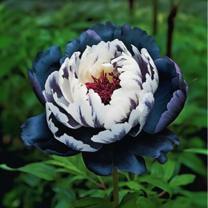 Пион Древовидный Инь-Янь купить по цене от 419р. в интернет-магазине «Посадика» с доставкой почтой в в Мелеузе и по всей России – [изображение №1].