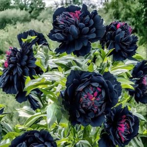 Пион древовидный Сердце Афродиты купить по цене от 600р. в интернет-магазине «Посадика» с доставкой почтой в в Мелеузе и по всей России – [изображение №1].