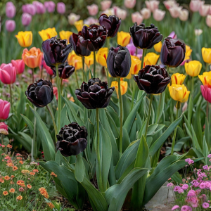 Тюльпан махровый Рейдинс Дарк купить по цене от 230р. в интернет-магазине «Посадика» с доставкой почтой в в Мелеузе и по всей России – [изображение №1].