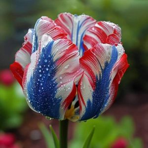 Тюльпан Ремс Сенсейшн купить по цене от 219р. в интернет-магазине «Посадика» с доставкой почтой в в Мелеузе и по всей России – [изображение №1].