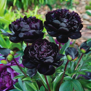 Пион Королевский Бархат купить по цене от 419р. в интернет-магазине «Посадика» с доставкой почтой в в Мелеузе и по всей России – [изображение №1].