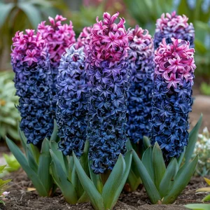 Гиацинт Блю Спринг купить по цене от 2099р. в интернет-магазине «Посадика» с доставкой почтой в в Мелеузе и по всей России – [изображение №1].