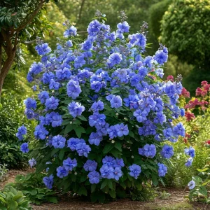 Гибискус Сансет Блоссом купить по цене от 248р. в интернет-магазине «Посадика» с доставкой почтой в в Мелеузе и по всей России – [изображение №1].