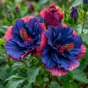 Гибискус Роуз Шайн купить по цене от 360р. в интернет-магазине «Посадика» с доставкой почтой в в Мелеузе и по всей России – [изображение №1].