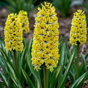 Гиацинт Сансет Голд купить по цене от 2099р. в интернет-магазине «Посадика» с доставкой почтой в в Мелеузе и по всей России – [изображение №1].