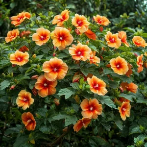 Гибискус Кристал Рэй купить по цене от 458р. в интернет-магазине «Посадика» с доставкой почтой в в Мелеузе и по всей России – [изображение №1].