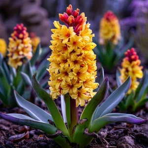 Гиацинт Миднайт Мистери купить по цене от 2099р. в интернет-магазине «Посадика» с доставкой почтой в в Мелеузе и по всей России – [изображение №1].