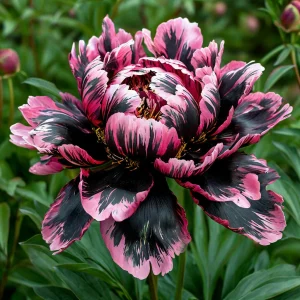 Пион Дроп Руби купить по цене от 469р. в интернет-магазине «Посадика» с доставкой почтой в в Мелеузе и по всей России – [изображение №1].