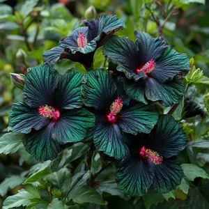 Гибискус Пикок Плюм купить по цене от 490р. в интернет-магазине «Посадика» с доставкой почтой в в Мелеузе и по всей России – [изображение №1].