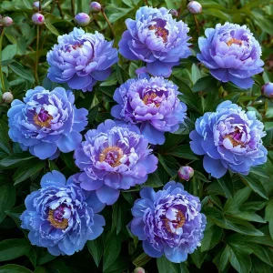 Пион Голубой лотос купить по цене от 590р. в интернет-магазине «Посадика» с доставкой почтой в в Мелеузе и по всей России – [изображение №1].