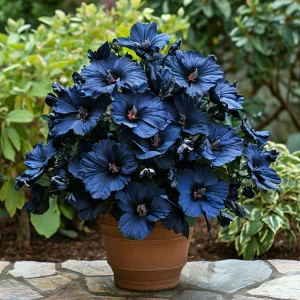 Гибискус Селестиал Флейм купить по цене от 326р. в интернет-магазине «Посадика» с доставкой почтой в в Мелеузе и по всей России – [изображение №1].