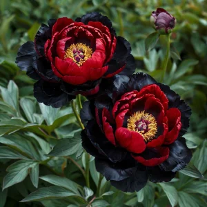 Пион Эбеновый Рубин купить по цене от 419р. в интернет-магазине «Посадика» с доставкой почтой в в Мелеузе и по всей России – [изображение №1].