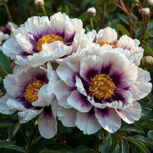 Пион Эко Саммер купить по цене от 548р. в интернет-магазине «Посадика» с доставкой почтой в в Мелеузе и по всей России – [изображение №1].