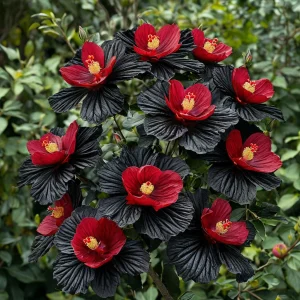 Гибискус Ройял Афеа купить по цене от 460р. в интернет-магазине «Посадика» с доставкой почтой в в Мелеузе и по всей России – [изображение №1].