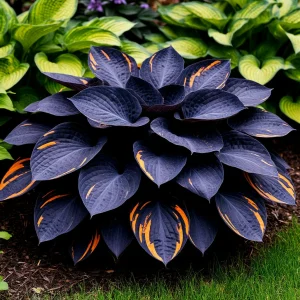 Хоста Умбра купить по цене от 349р. в интернет-магазине «Посадика» с доставкой почтой в в Мелеузе и по всей России – [изображение №1].