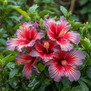 Гибискус Кримсон Флейм купить по цене от 479р. в интернет-магазине «Посадика» с доставкой почтой в в Мелеузе и по всей России – [изображение №1].