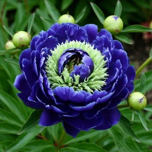 Пион Дримвивер купить по цене от 417р. в интернет-магазине «Посадика» с доставкой почтой в в Мелеузе и по всей России – [изображение №1].