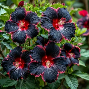 Гибискус садовый Файер Дэнсер купить по цене от 450р. в интернет-магазине «Посадика» с доставкой почтой в в Мелеузе и по всей России – [изображение №1].