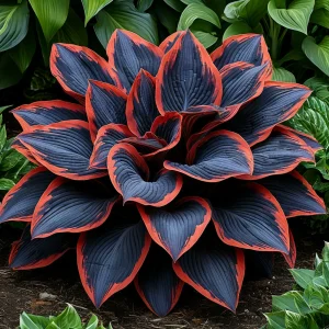 Хоста Солнечный Агат купить по цене от 440р. в интернет-магазине «Посадика» с доставкой почтой в в Мелеузе и по всей России – [изображение №1].