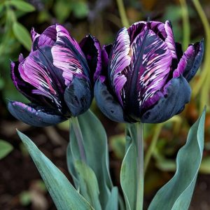 Тюльпан Блэк Каньон купить по цене от 305р. в интернет-магазине «Посадика» с доставкой почтой в в Мелеузе и по всей России – [изображение №1].