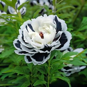 Пион Монохромный Шик купить по цене от 429р. в интернет-магазине «Посадика» с доставкой почтой в в Мелеузе и по всей России – [изображение №1].