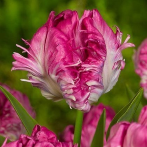 Тюльпан махровый Кул Кристал купить по цене от 400р. в интернет-магазине «Посадика» с доставкой почтой в в Мелеузе и по всей России – [изображение №1].