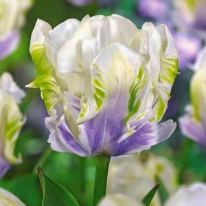 Тюльпан Уайт Лизарт купить по цене от 360р. в интернет-магазине «Посадика» с доставкой почтой в в Мелеузе и по всей России – [изображение №1].