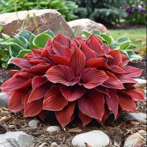 Хоста Малыш Шедевр купить по цене от 421р. в интернет-магазине «Посадика» с доставкой почтой в в Мелеузе и по всей России – [изображение №1].