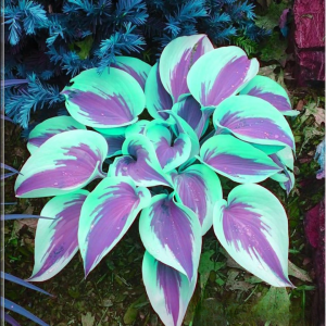 Хоста Висперин Бьюти купить по цене от 379р. в интернет-магазине «Посадика» с доставкой почтой в в Мелеузе и по всей России – [изображение №1].