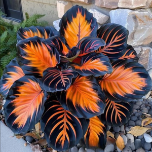 Хоста Сикрет Форест купить по цене от 601р. в интернет-магазине «Посадика» с доставкой почтой в в Мелеузе и по всей России – [изображение №1].